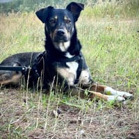 Mala sucht ihre Herzensmenschen, Hündin zur Adoption