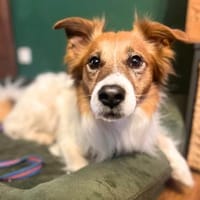 Sportskanone Rio wartet in 63069 Offenba, Hund zur Adoption