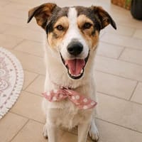 Rüde Ozzy  ein kleiner Punk mit großer Klappe, Hund zur Adoption