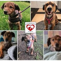 HILDE sucht ihr Zuhause, Hündin zur Adoption