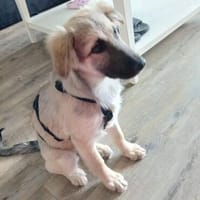 Verschmuste Blanca sucht liebe Hundekenner, Hündin zur Adoption