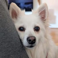 Stella - ist intelligent&verspielt, Hündin zur Adoption