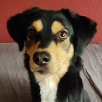 Bijou, geb. ca. 06/2025, 23936 Grevesmühlen, Hündin zur Adoption