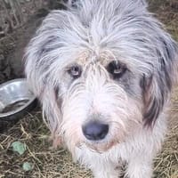 Traumhund CAROLINA, Hündin zur Adoption