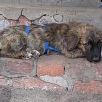 Loreley - das kurzbeinige Sonnenscheinchen, Hündin zur Adoption