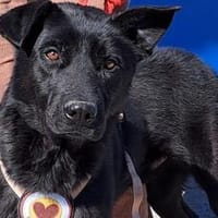 El Cid sucht ein Zuhause, Hund zur Adoption