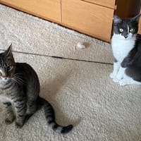 Simba u. Carlos suchen ein ruhiges Zuhause, Kater zur Adoption
