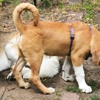 Goji - Sozialmeister mit Lebensfreude und Herz, Hund zur Adoption
