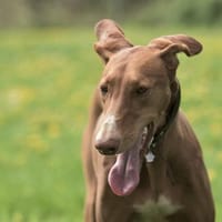 Zauberhafte, sanfte Fely, Hündin zur Adoption