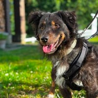 Herziger Wuschelrüde wartet auf tollen Besuch, Hund zur Adoption