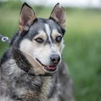 Dakota VA  wunderschöne Husky-Mix-Hündi, Hündin zur Adoption