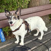 LISBETH SUCHT EINEN MENSCHEN DER SIE VERSTEHT, Hündin zur Adoption