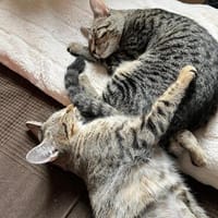 Dina u. Daisy suchen ein liebevolles Zuhause, Katze zur Adoption