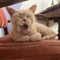 Ilya sucht liebevolle Dosenöffner, Kater zur Adoption