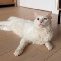 Kate Snowy sucht Sofaplatz, Kater zur Adoption