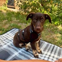 Die kleine Afra sucht ihr Für-immer-Zuhause 🐾, Hündin zur Adoption