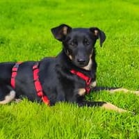Priss - die Sensible braucht etwas Zeit, Hündin zur Adoption