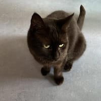 Gina sucht liebevolle Dosenöffner, Katze zur Adoption