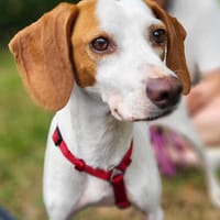 Fio sucht sein eigenes Zuhause, Hund zur Adoption