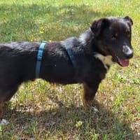 Timmy - Die Wasserratte mit dem großen Herz, Hund zur Adoption