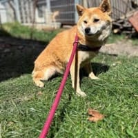 Arista schüchterne Shiba Hündin sucht 🏡, Hündin zur Adoption