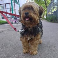 Super liebe kleine Lady, Hündin zur Adoption