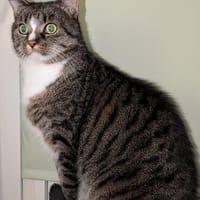 Sid sucht eine liebevolles Zuhause, Kater zur Adoption
