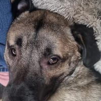 Kirin - ein toller Hund braucht Auslastung, Hund zur Adoption