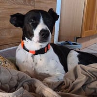 Jack - kleiner Pirat auf vier Pfoten, Hund zur Adoption