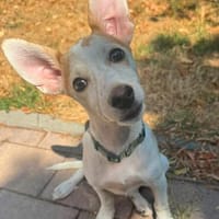Vera ein herziges kleines Mädchen, Hündin zur Adoption