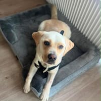 Bester Buddy Sucht endlich seine Familie für immer, Hund zur Adoption