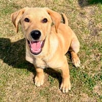 Baby Samson blüht vor Lebensfreude, Hund zur Adoption