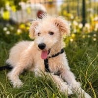 Mirabella-kleine Welpin, rundum sozial und freundlich, Hündin zur Adoption
