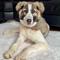 Bezaubernde Junghündin auf großen Pfoten  Maya, Hündin zur Adoption
