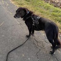 Bodo-kleiner Angsthase sucht Sicherheit, Hund zur Adoption