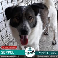 SEPPEL - 2024 auf PS in 78532 Tuttlingen, Hund zur Adoption