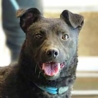 PAVLE traeumt vom eigenen Zuhause, Hund zur Adoption