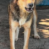 COSMO ist auf PS in 65597 Hünfelden, Hund zur Adoption
