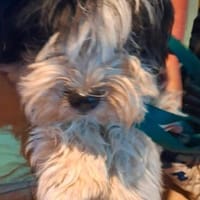 BOBBY (Bruder von Bella) auf PS in 50170 Kerpen, Hund zur Adoption