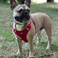 Pablo sucht ein Heim um zu bleiben, Hund zur Adoption