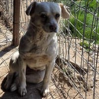 Mandy auf Pflegestelle, Hündin zur Adoption