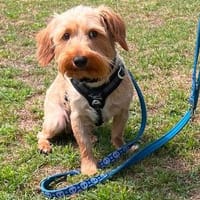 Bela 86154 Augsburg, Hund zur Adoption