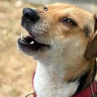 Zuhause gesucht für Samu, Hund zur Adoption