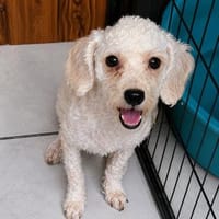 Cherie  in 63457 Hanau, Hündin zur Adoption