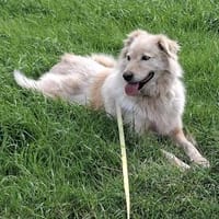 MOJO in 23936 Grevesmühlen sucht eine PS, Hund zur Adoption