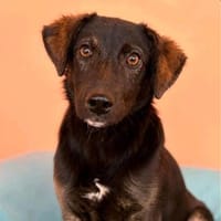 Piet  kleines Herz auf vier Pfoten such, Hund zur Adoption