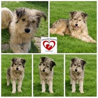 VICKY sucht ihr Zuhause, Hündin zur Adoption