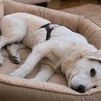 Sparky Golden Retriever Mischling, Hund zur Adoption