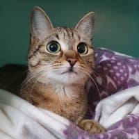 ROSSINI CHA, chatte à adopter