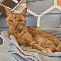 ROUCKINOU, chat à adopter
